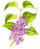 About Lilac Dene About Lilac Dene